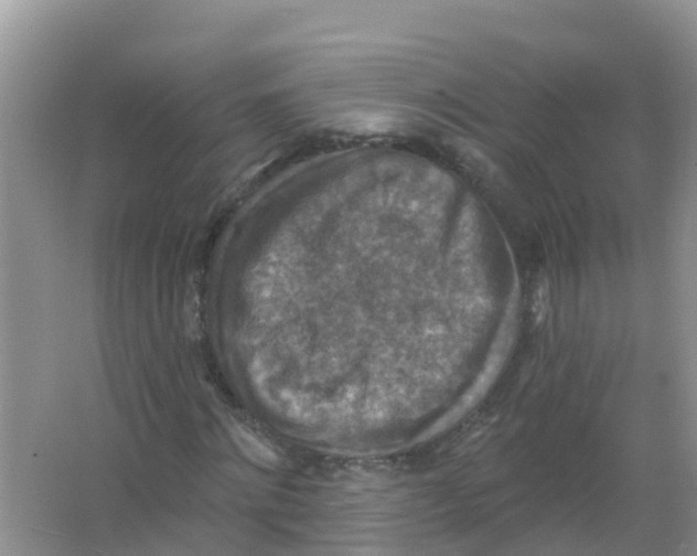 X0000066950868200604142047