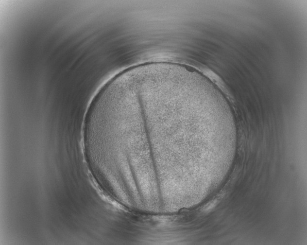 X0000066950904200604142046