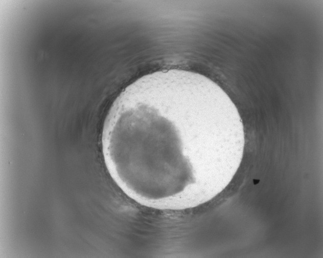 X0000066950913200604142045