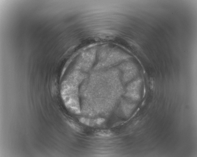 X0000066950915200604142045