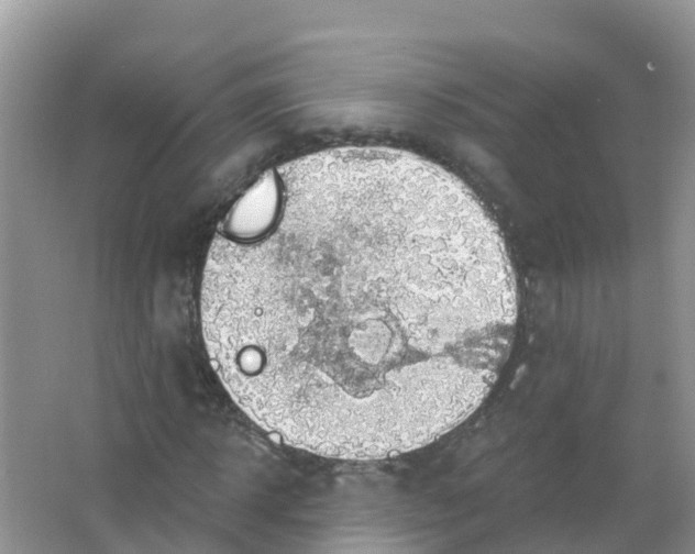 X0000066950918200604142045