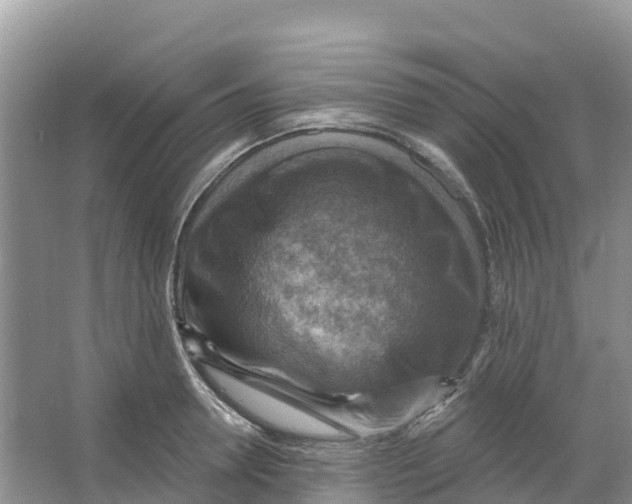 X0000066950946200604142046