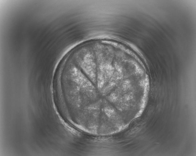 X0000066950951200604142046