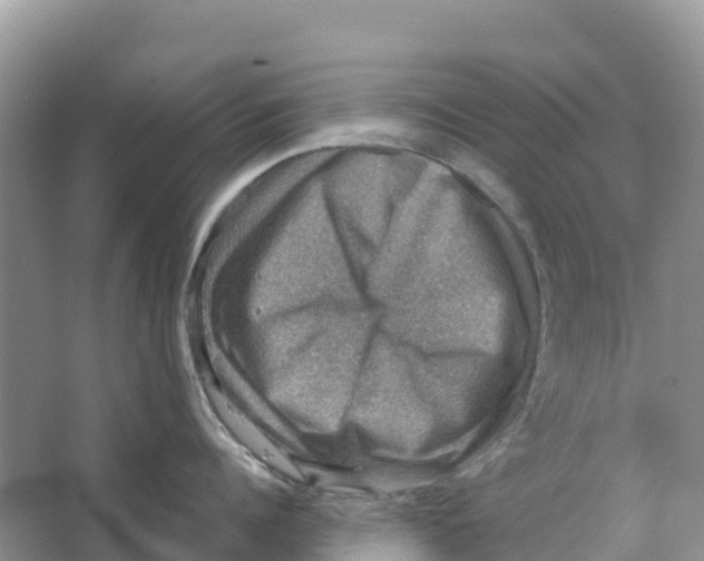 X0000066950960200604142046