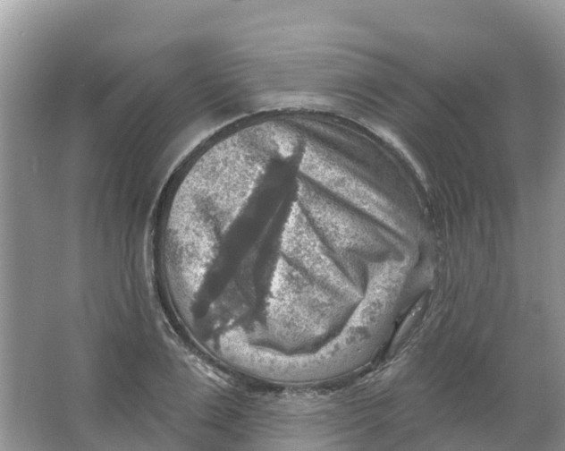 X0000066950983200604142045