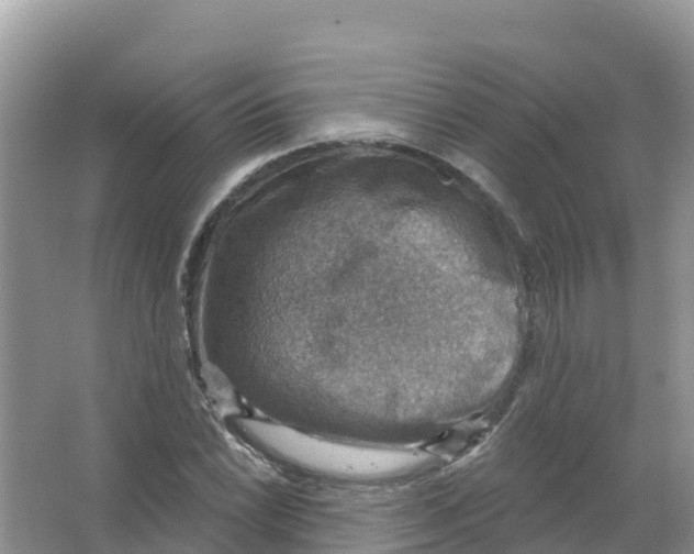 X0000066951022200604142044