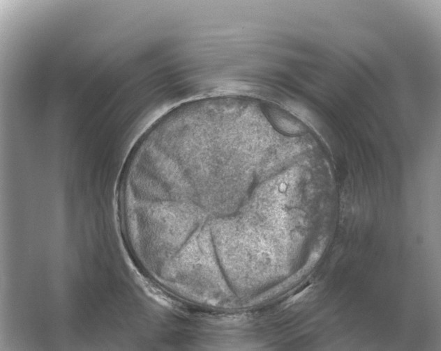 X0000066951047200604142044