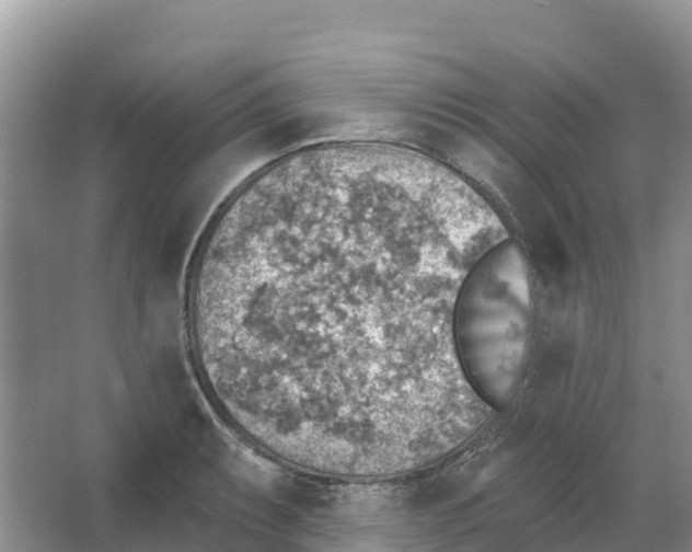 X0000066951087200604142043