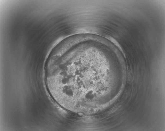 X0000066951096200604142043