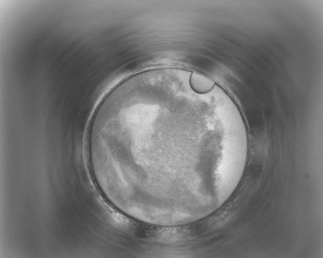 X0000066951098200604142043