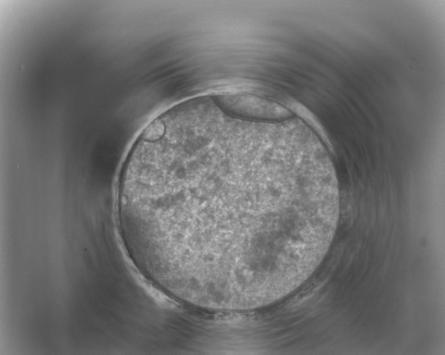 X0000066951099200604142043