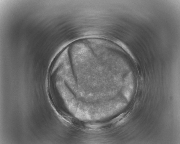 X0000066951101200604142043