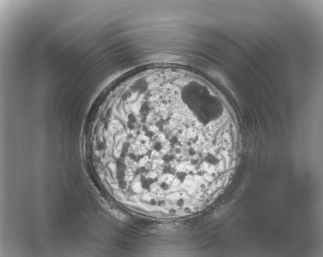 X0000066951125200604142042