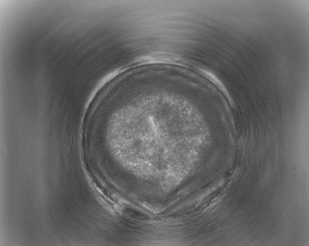 X0000066951146200604142043