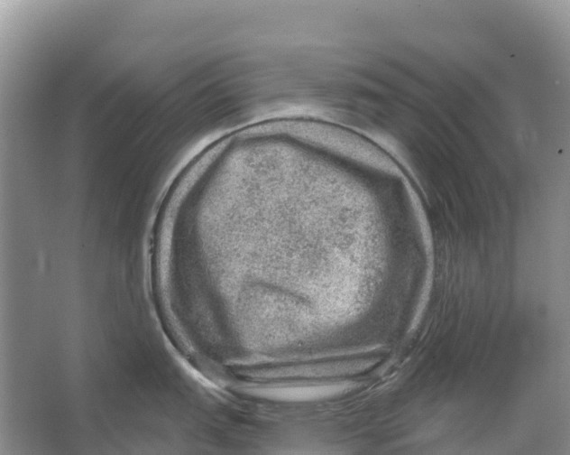 X0000066951151200604142043