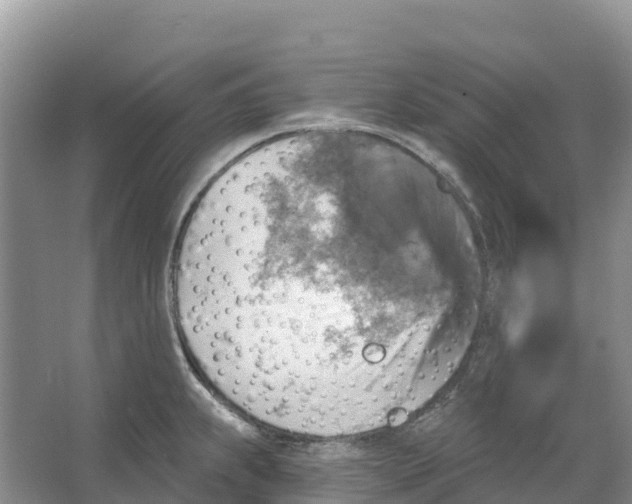 X0000066951239200604142041