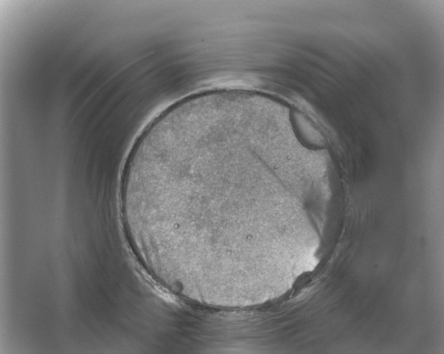 X0000066951240200604142041