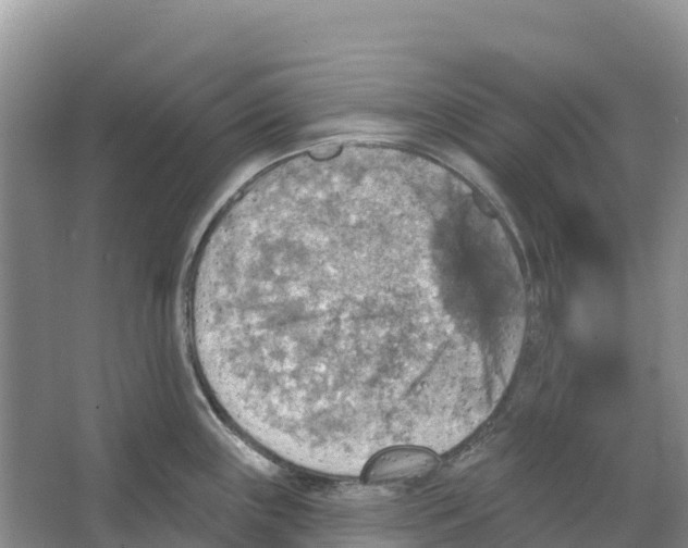 X0000066951243200604142041