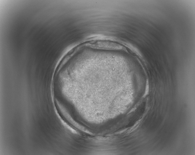 X0000066951247200604142041