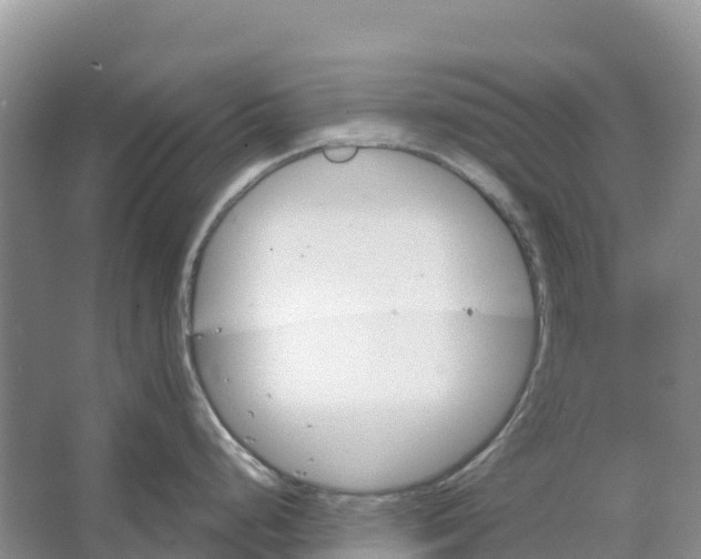 X0000066951248200604142041