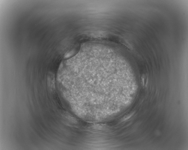 X0000066951251200604142040