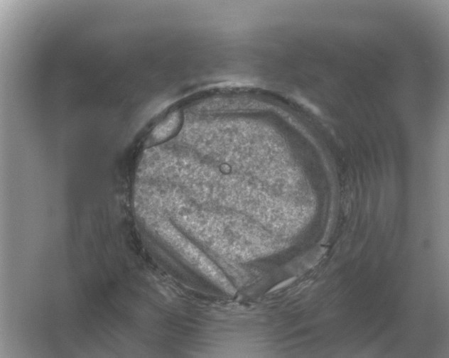 X0000066951255200604142040