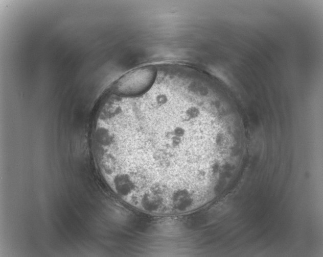 X0000066951259200604142040