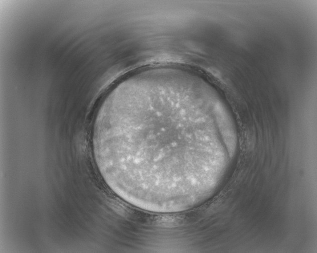 X0000066951266200604142040