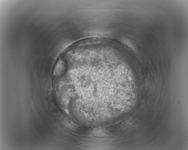 X0000066951267200604142040