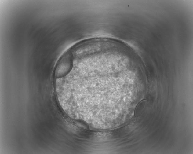 X0000066951271200604142040