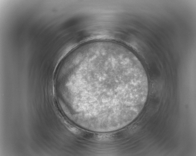 X0000066951274200604142040