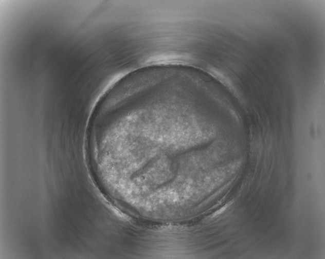 X0000066951277200604142040