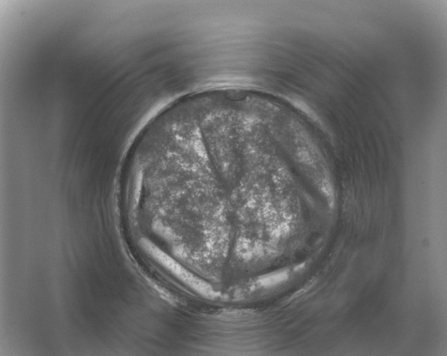 X0000066951325200604142039