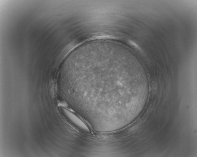 X0000066951361200604142038