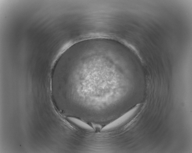 X0000066951365200604142038