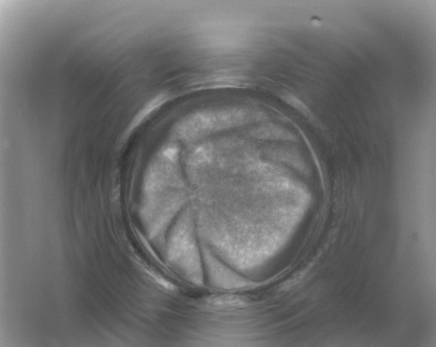 X0000066951450200604142037