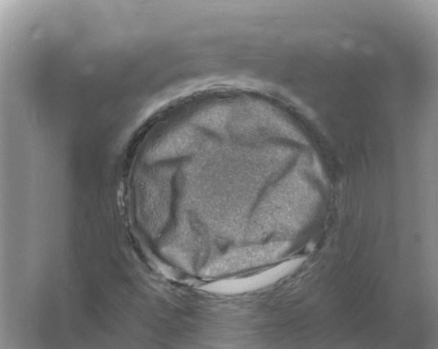 X0000066951496200604142036