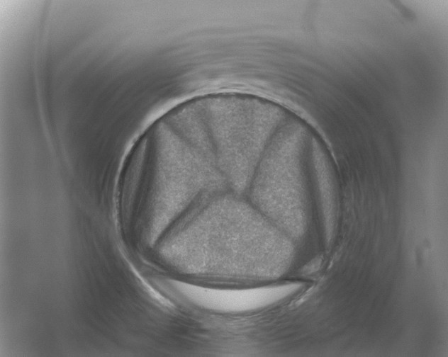 X0000066951525200604142036