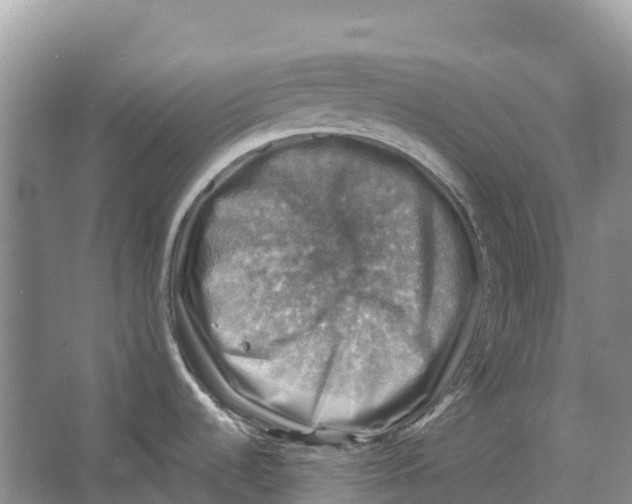 X0000066951536200604142036