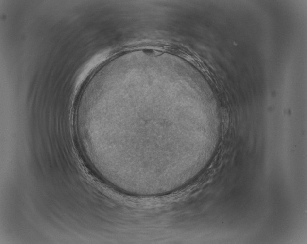 X0000066950006200604211827