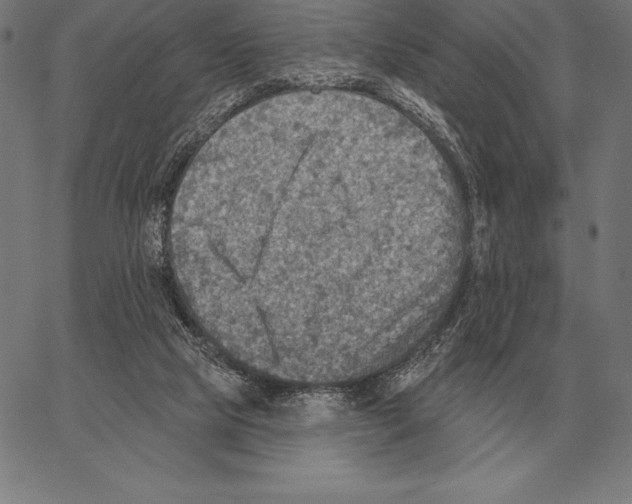 X0000066950065200604211826