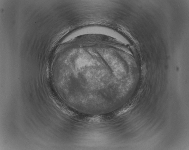 X0000066950068200604211826