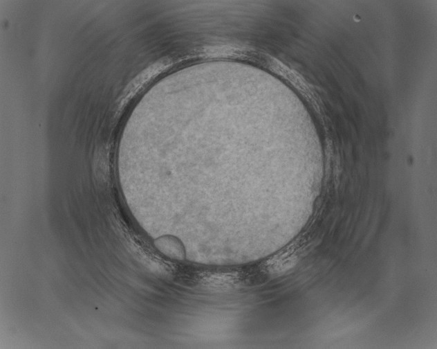 X0000066950155200604211824