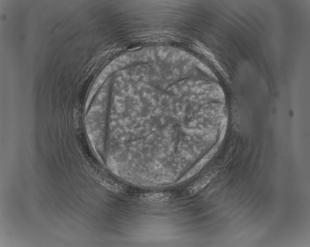 X0000066950161200604211824