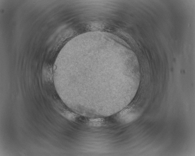 X0000066950240200604211823