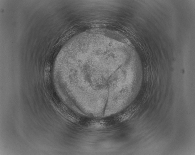 X0000066950263200604211823