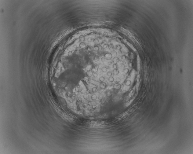 X0000066950346200604211821