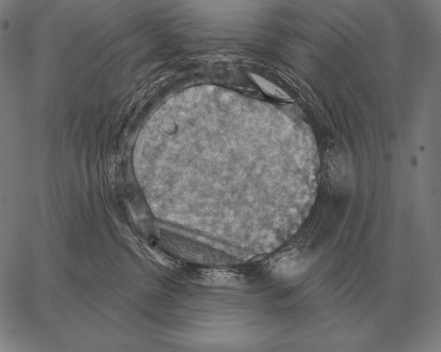 X0000066950380200604211821