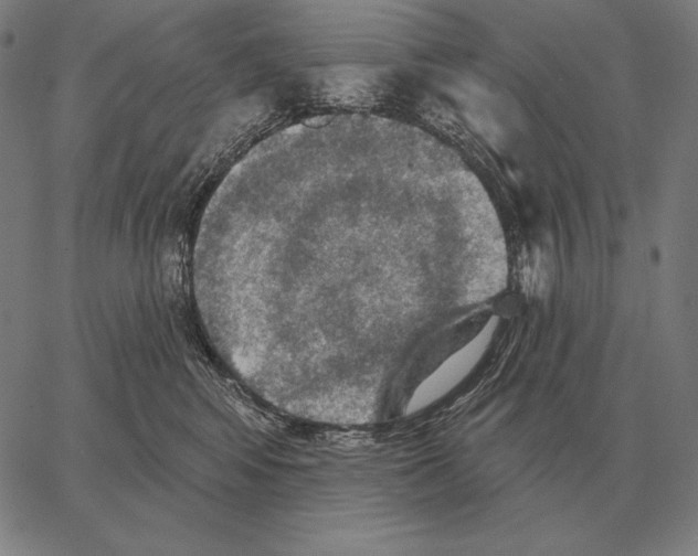 X0000066950424200604211820