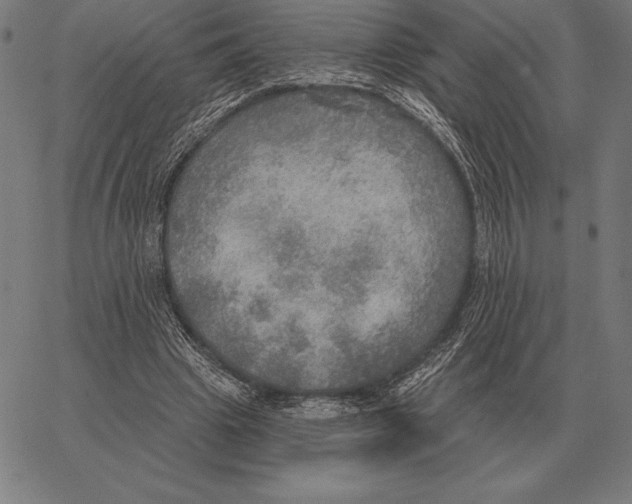 X0000066950441200604211819